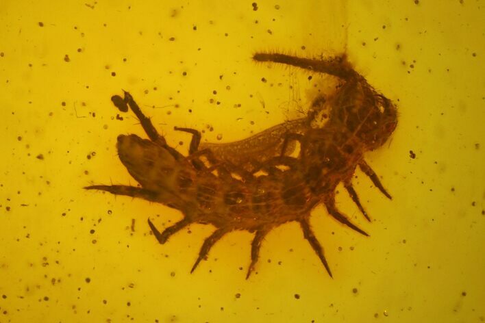 mm Partial Centipede (Geophilomorpha) In Baltic Amber #123401